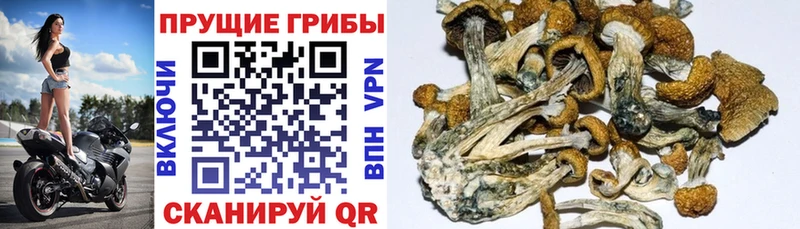 купить наркотик Воронеж Галлюциногенные грибы Psilocybine cubensis